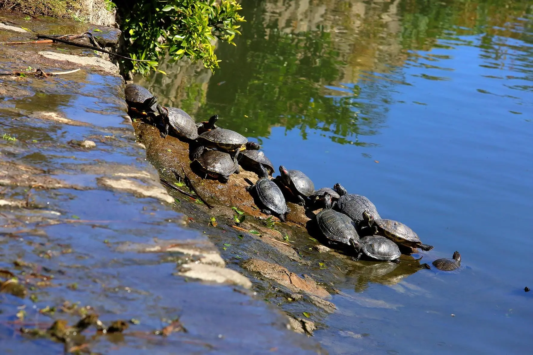 turtles-golf-torrequebrada